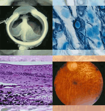 dctcCoganCollage